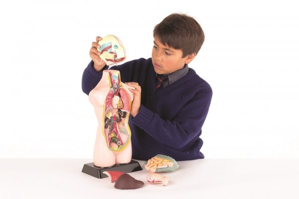 HALF-SCALE ANATOMICAL TORSO