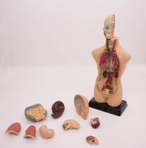 HALF-SCALE ANATOMICAL TORSO