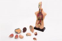 HALF-SCALE ANATOMICAL TORSO