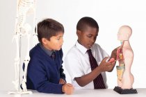 HALF-SCALE ANATOMICAL TORSO