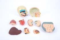 HALF-SCALE ANATOMICAL TORSO