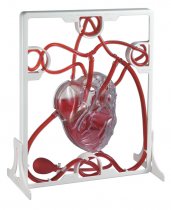 PUMPING HEART MODEL