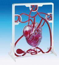 PUMPING HEART MODEL