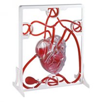 PUMPING HEART MODEL