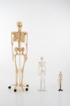MINI SKELETON