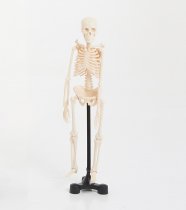 MINI SKELETON