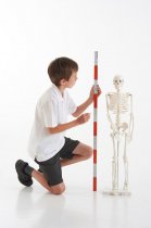 HALF-SCALE SKELETON
