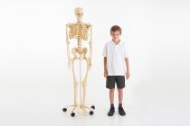 LIFE-SIZE SKELETON
