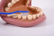 GIANT TEETH DEMONSTRATION SET