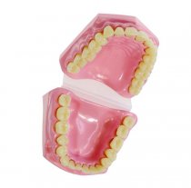 ANATOMICAL TEETH SET