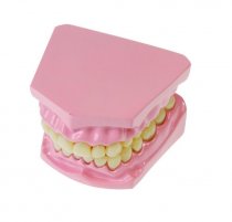 ANATOMICAL TEETH SET