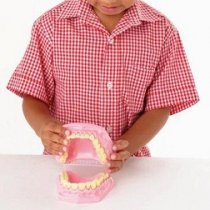 ANATOMICAL TEETH SET