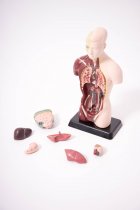 QUARTER-SCALE ANATOMICAL TORSO