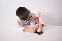 QUARTER-SCALE ANATOMICAL TORSO