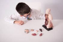 QUARTER-SCALE ANATOMICAL TORSO