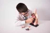 QUARTER-SCALE ANATOMICAL TORSO