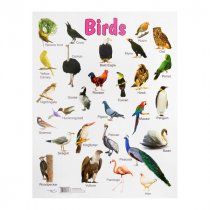 SPECIAL OFFER A2 Wall Charts 12 Asst