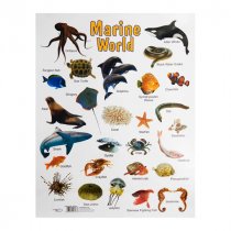 SPECIAL OFFER A2 Wall Charts 12 Asst